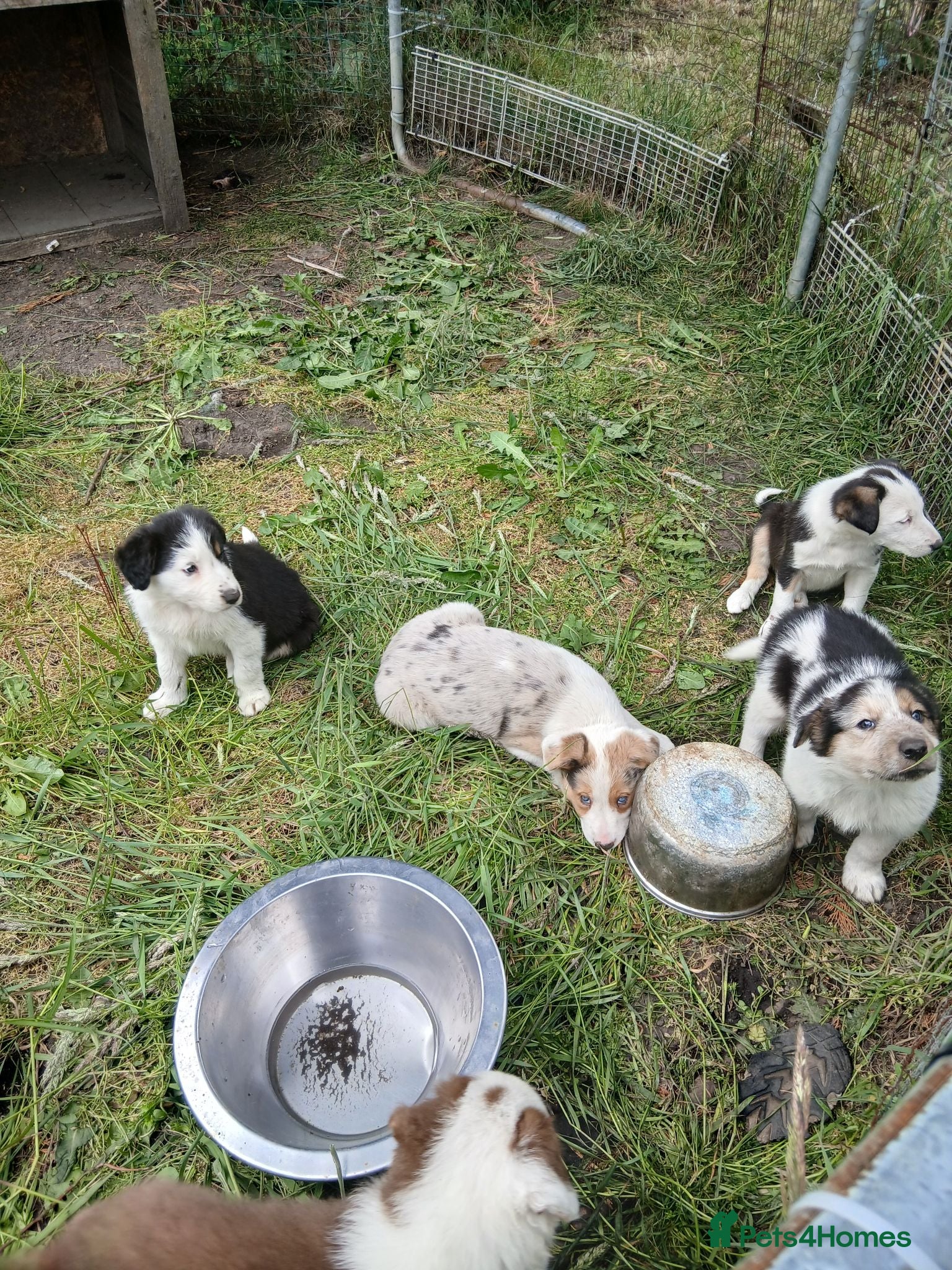 Border Collie dogs Border collie pups for sale - Advert 3