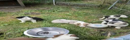 Border Collie dogs for sale: Border collie pups for sale in Bishop Auckland - Advert 1