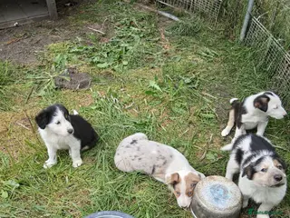 Border Collie dogs Border collie pups for sale - Advert 3