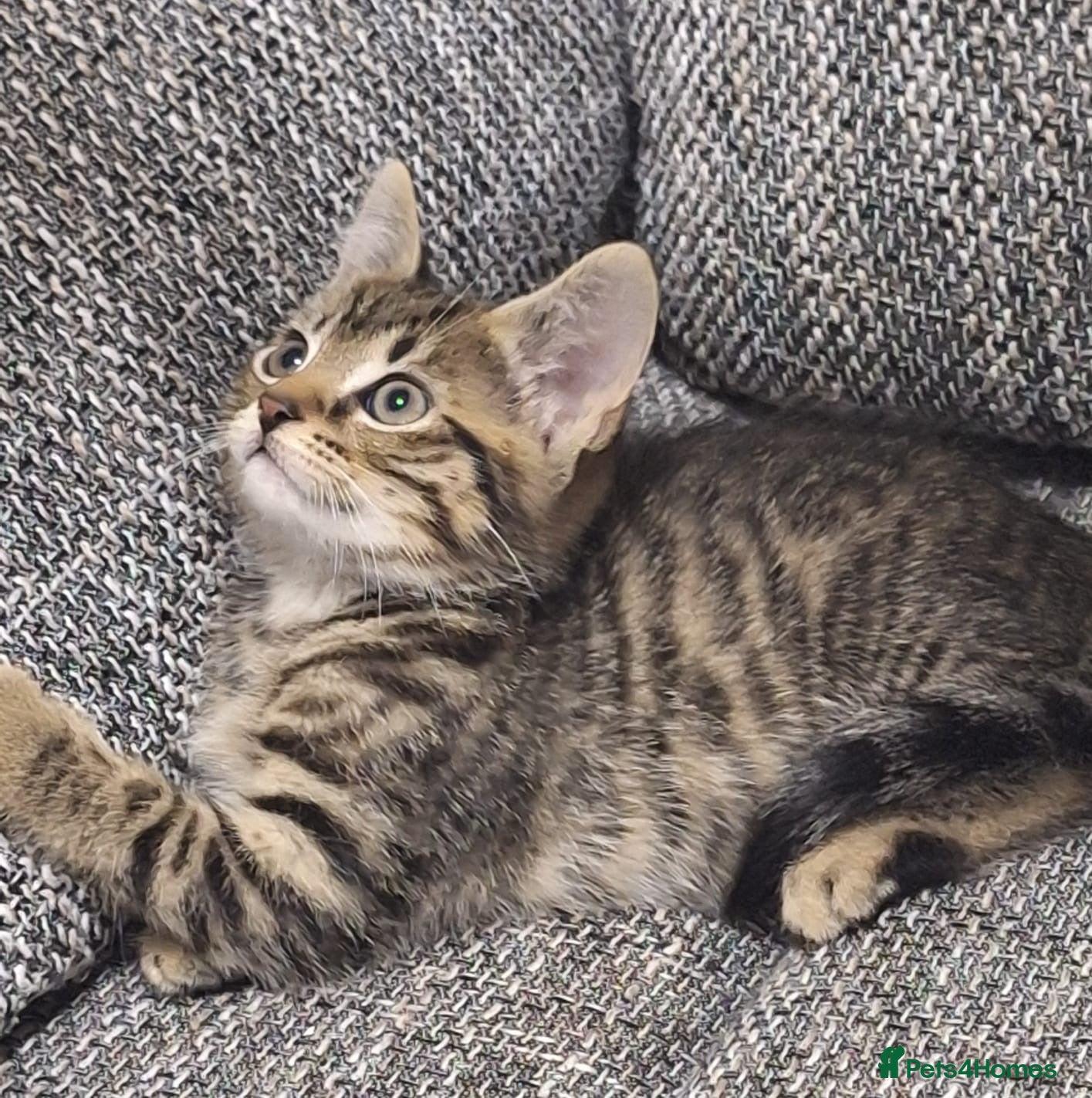Mixed Breed cats Beautiful 😻 kittens ready for a new family  - Advert 20