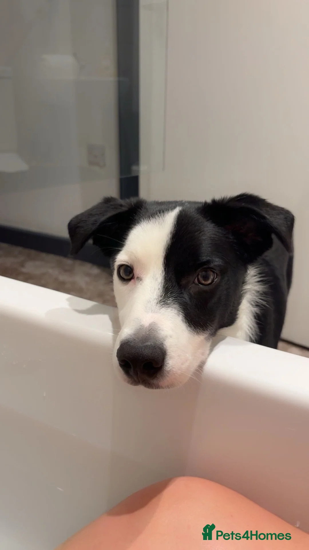 Border Collie dogs for sale: Loving Male border collie  in Croydon - Advert 1