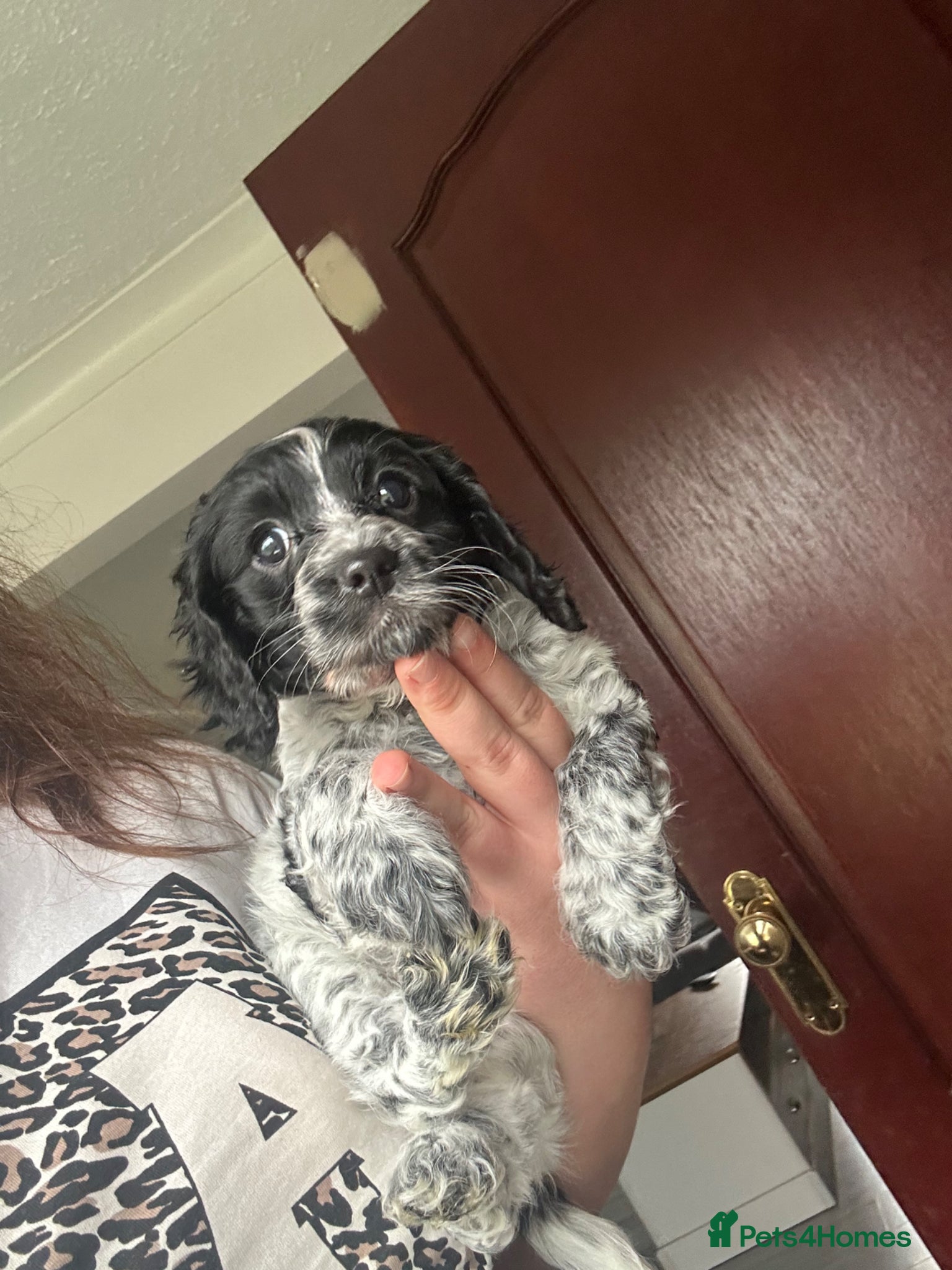 Mixed Breed dogs Cockalier-poo READY TO LEAVE  - Advert 6