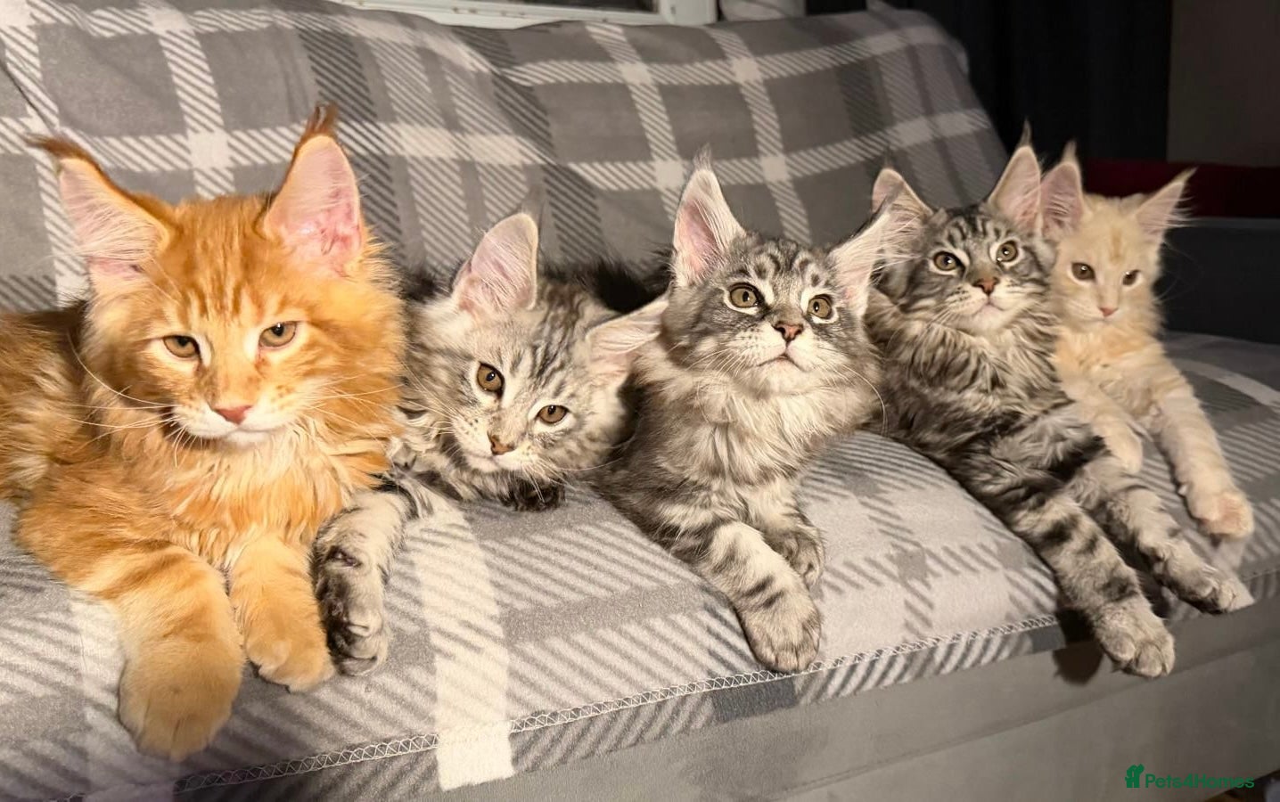 Maine Coon cats 5 Stunning GCCF Maine Coon Kittens  - Advert 1