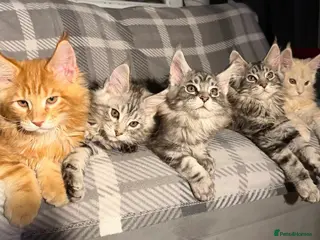 Maine Coon cats 5 Stunning GCCF Maine Coon Kittens PET HOMES ONLY - Advert 12