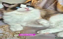 Ragdoll cats for sale: Exceptional bloodlines Ragdolls 💞💞 - Image 15
