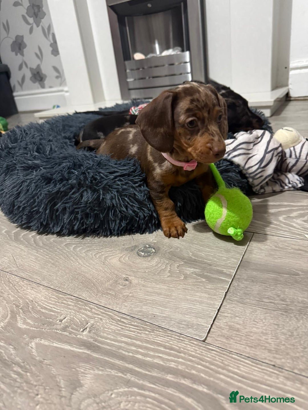 Miniature Dachshund dogs for sale: 8 Week Old Miniature Dachshund Puppies  - Advert 15