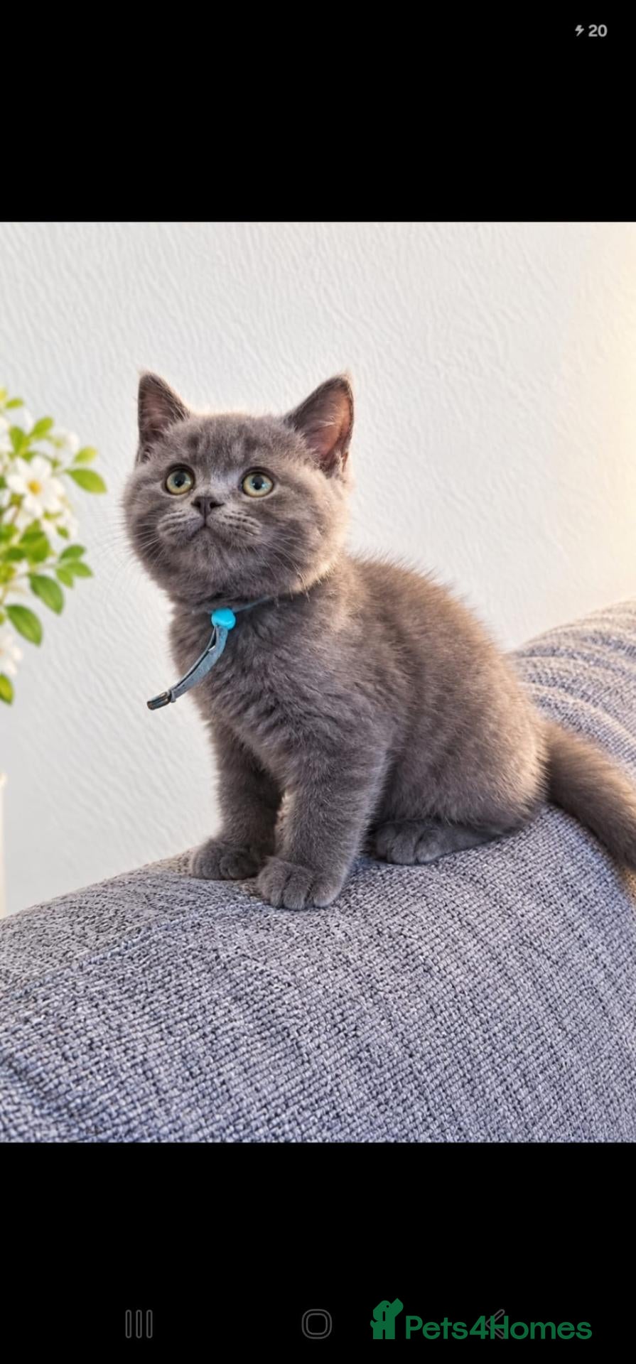 British Shorthair cats Chunky blue boys - Advert 1