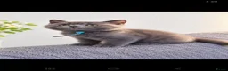 British Shorthair cats for sale: Chunky blue boys - Advert 1