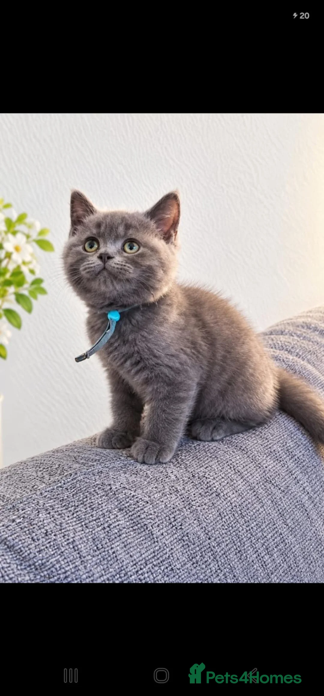 British Shorthair cats for sale: Chunky blue boys - Advert 1
