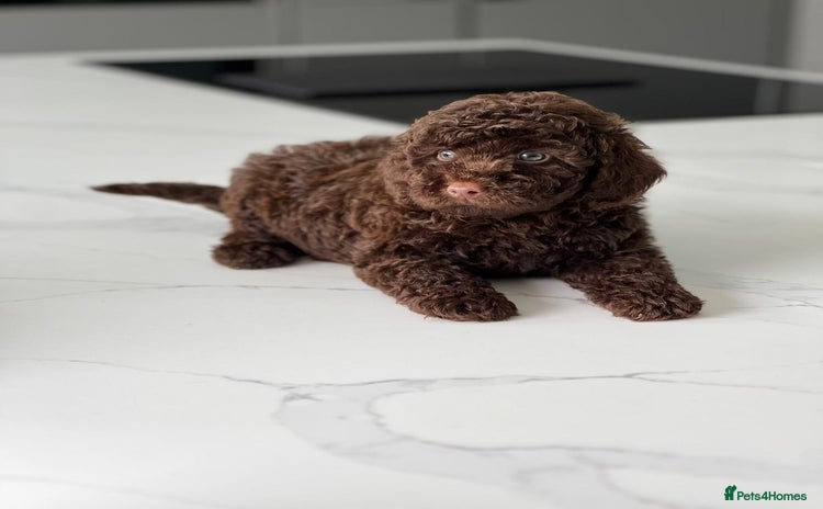 Cockapoo dogs - Advert 11
