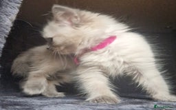 Ragdoll cats for sale:  FIFe Registered Ragdoll Kittens Champion Line - Image 23