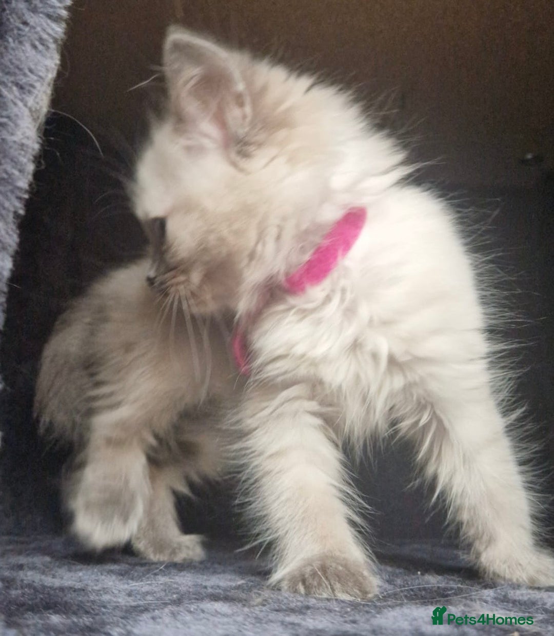 Ragdoll cats for sale:  FIFe Registered Ragdoll Kittens Champion Line - Image 23
