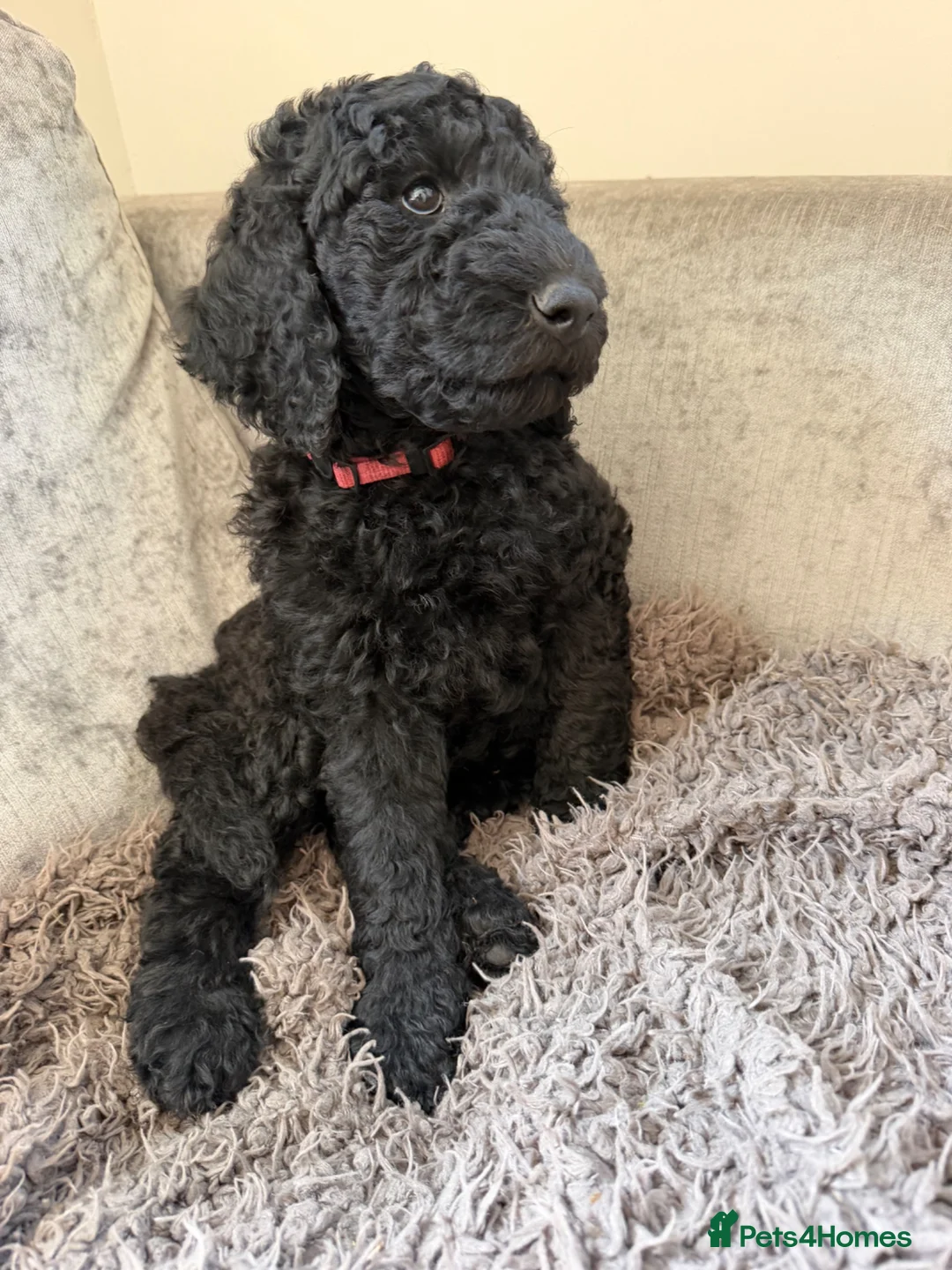 Labradoodle dogs for sale: Labradoodle Puppy - Advert 1