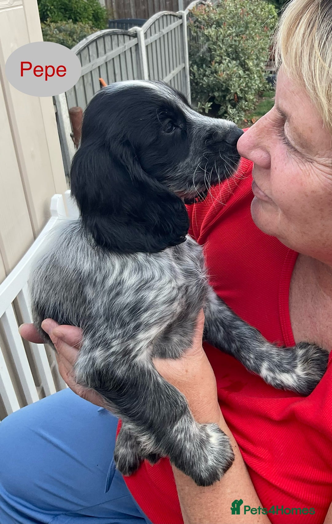 Sprocker dogs for sale: Sprockers 3/4 Cocker spaniel puppies for sale - Image 22