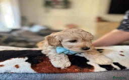 Cockapoo dogs for sale: Cockapoo puppy  - Image 7