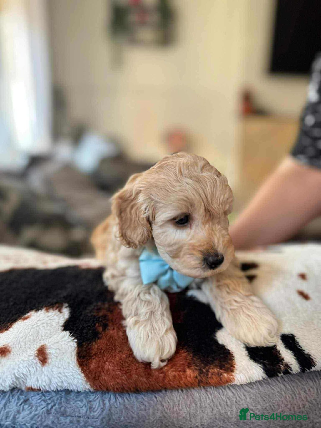 Cockapoo dogs for sale: Cockapoo puppy  - Image 7