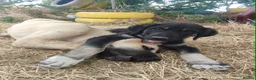 Mixed Breed dogs for adoption: Masiey 4,5 months Macedonian rescue pups - Advert 5