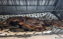 Miniature Dachshund dogs for sale: Minature dashshunds  - Image 2