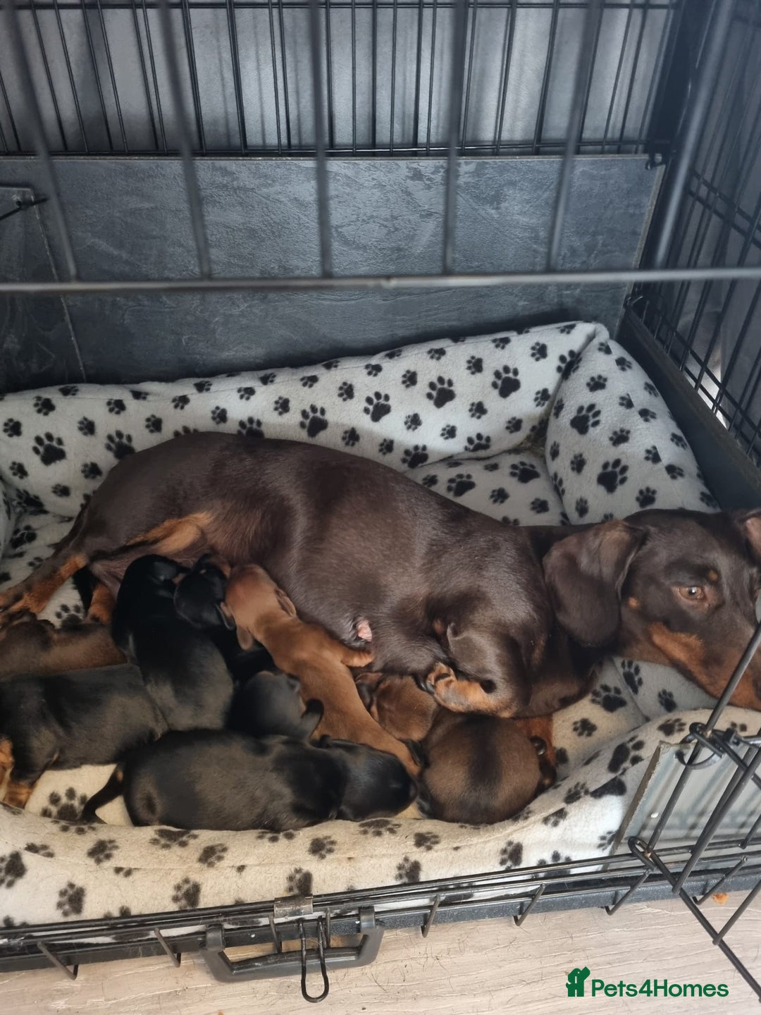 Miniature Dachshund dogs for sale: Minature dashshunds  - Image 2