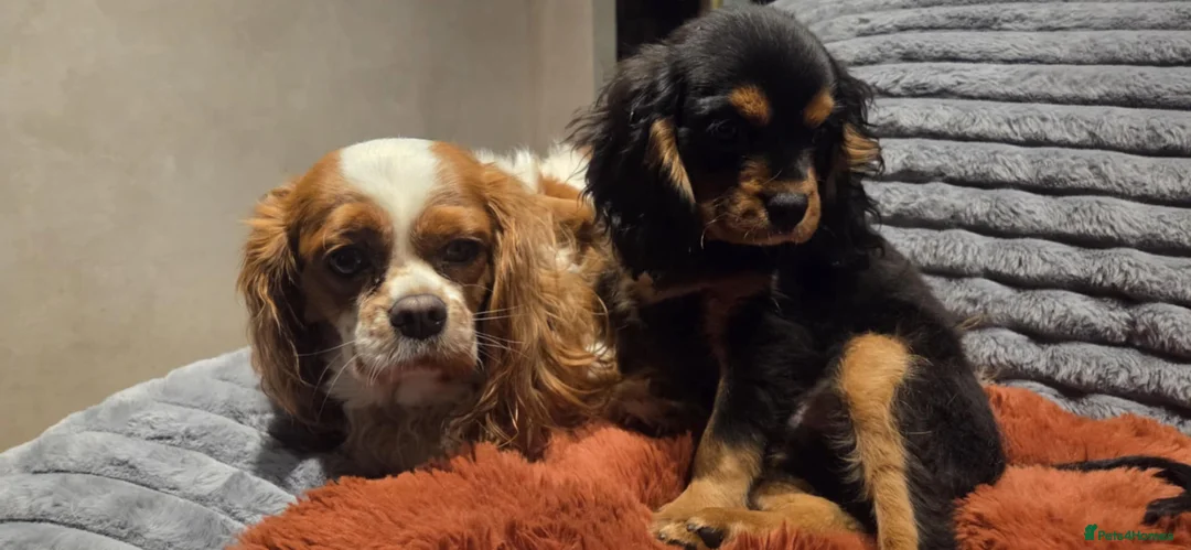 Cavalier King Charles Spaniel dogs for sale: Cavalier King Charles spaniel  - Advert 5