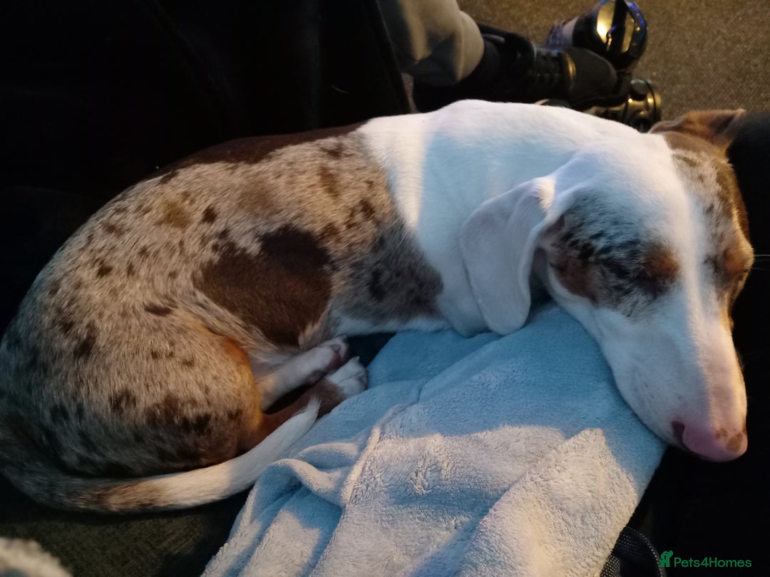 Dachshund dogs for sale: Double dapple dachshund  - Image 2