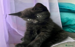 British Shorthair cats for sale: Male,Female  - Image 9
