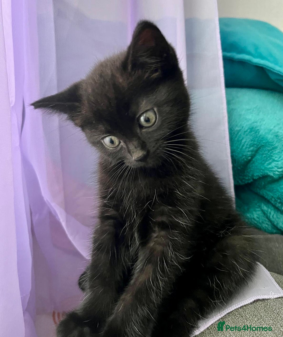 British Shorthair cats for sale: Male,Female  - Image 9