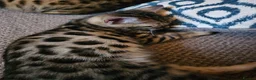 Bengal cats for sale: Bengal Males in Craven Arms - Advert 4