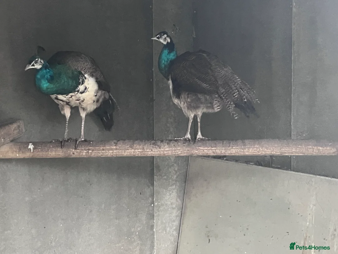 Peafowl poultry for sale: Indian blue pied - Advert 3