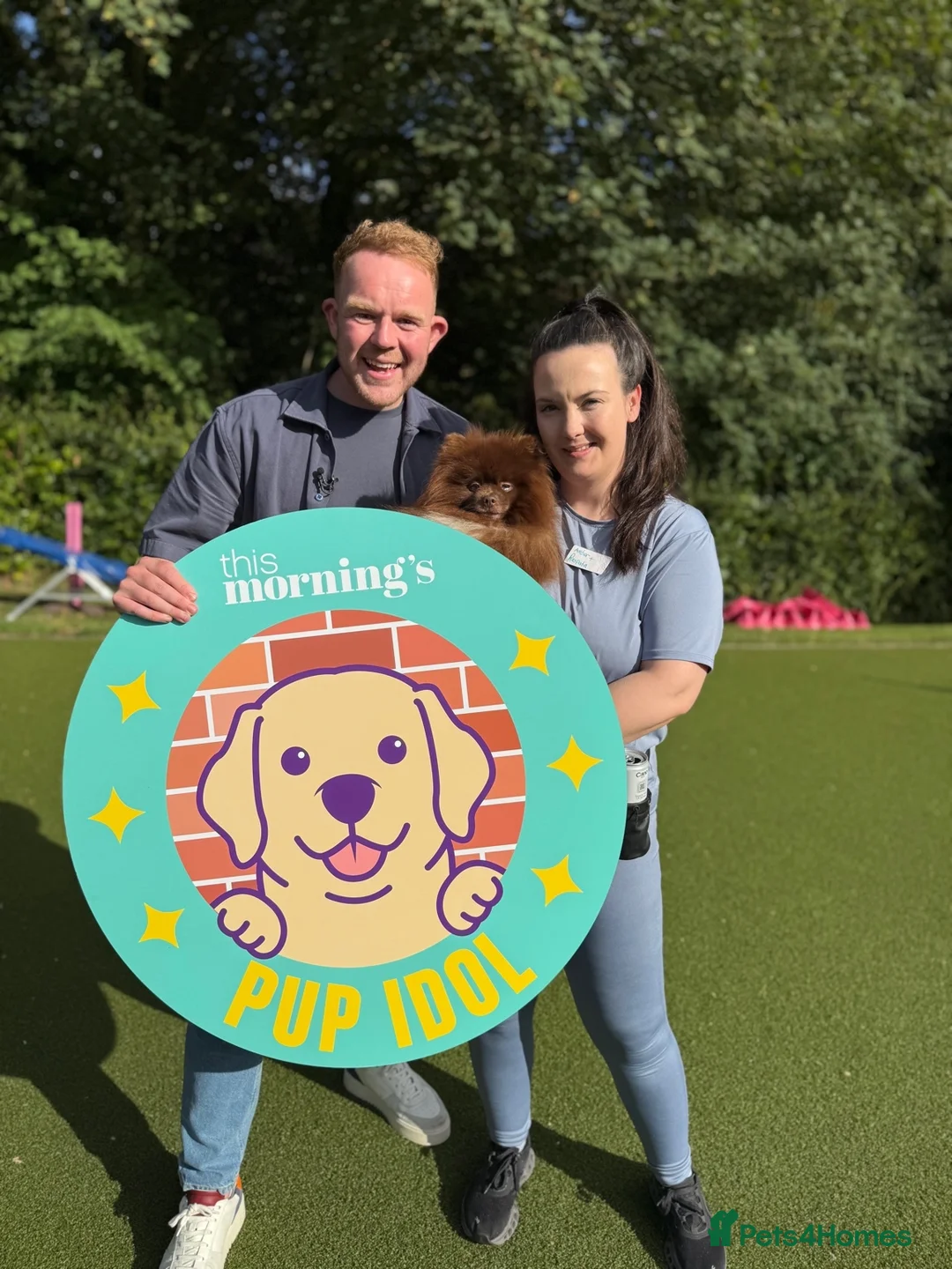 Pomeranian dogs for stud: Chocolate Stud Kc Registered ,Embark tested in Runcorn - Advert 33