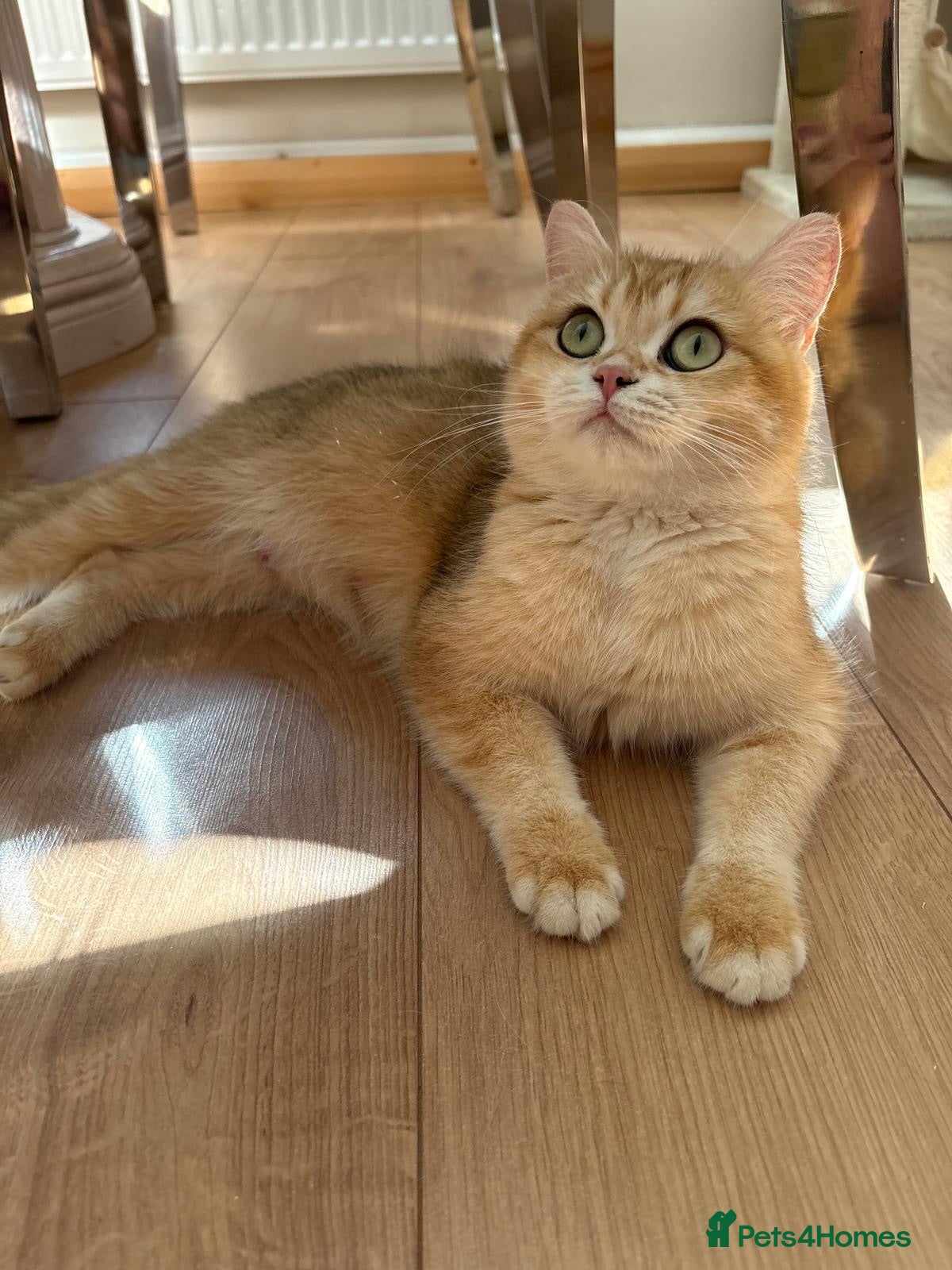 British Shorthair cats GOLDEN BSH KITTENS AVAILABLE FOR RESERVATION - Advert 2