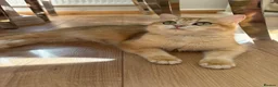 British Shorthair cats for sale: GOLDEN BSH KITTENS AVAILABLE FOR RESERVATION - Advert 3