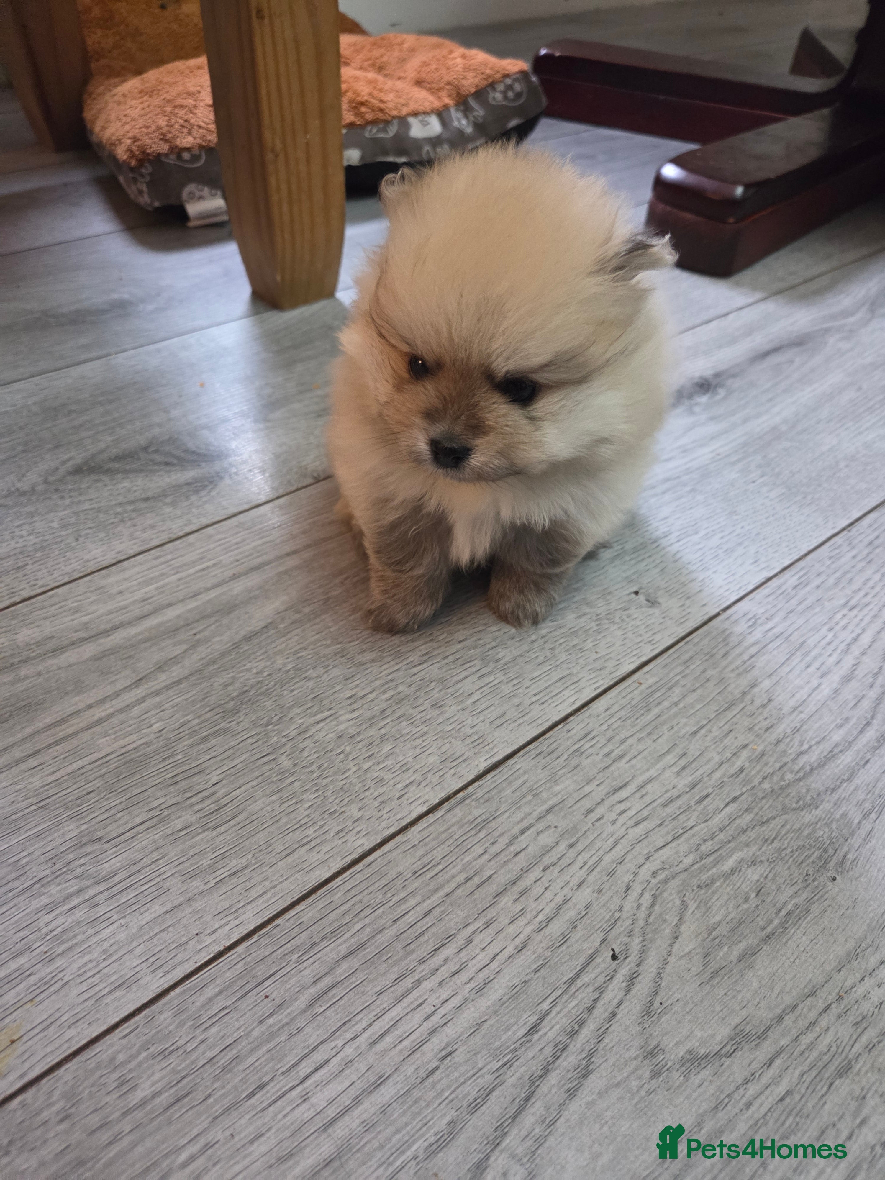Pomeranian dogs Pomeranian puppies for sale 🐶🐾 - Advert 14