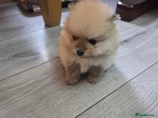 Pomeranian dogs Pomeranian puppies for sale 🐶🐾 - Advert 14