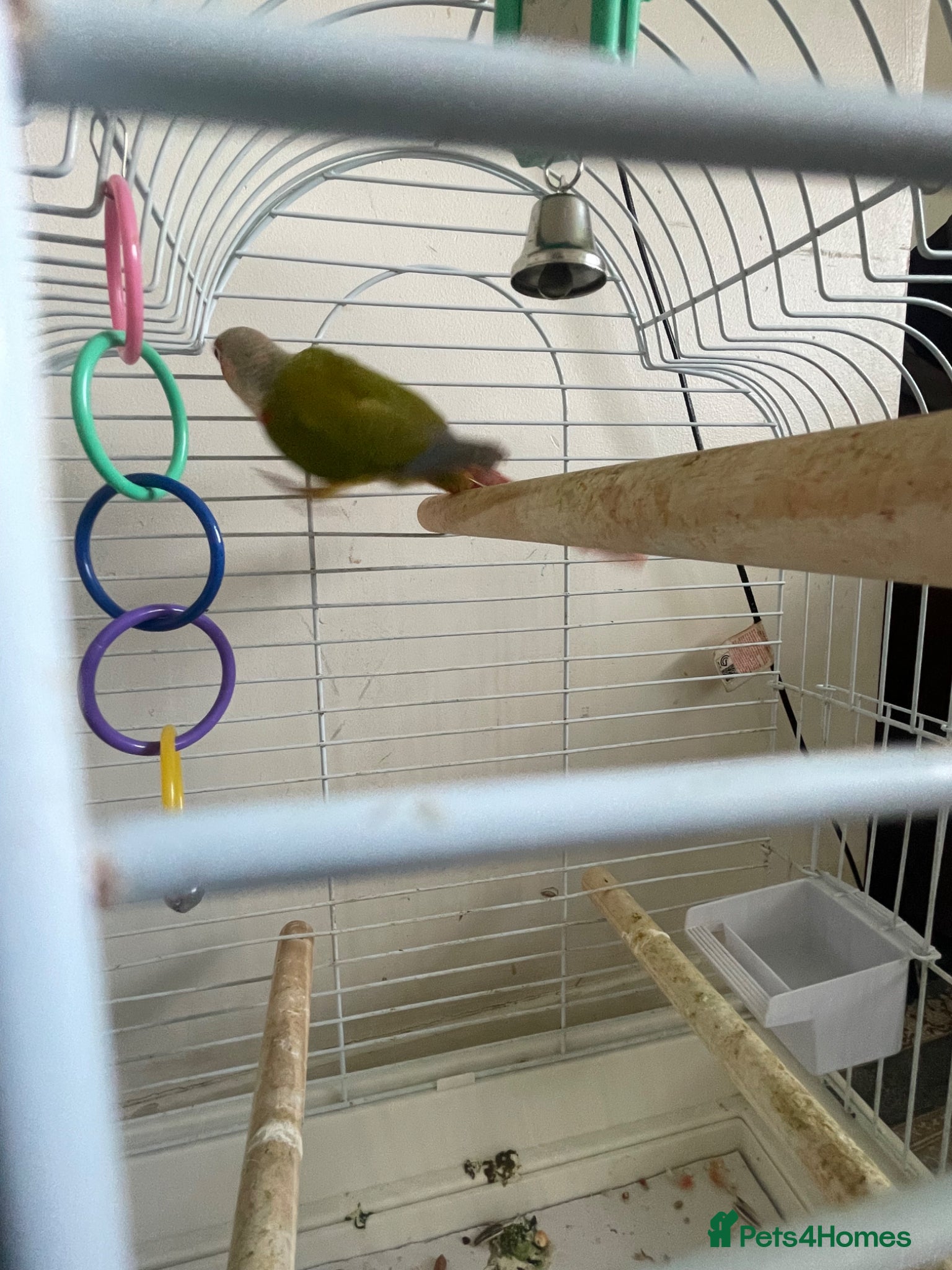 Conures birds pineapple conure male+cage - Advert 5