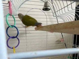 Conures birds pineapple conure male+cage - Advert 5