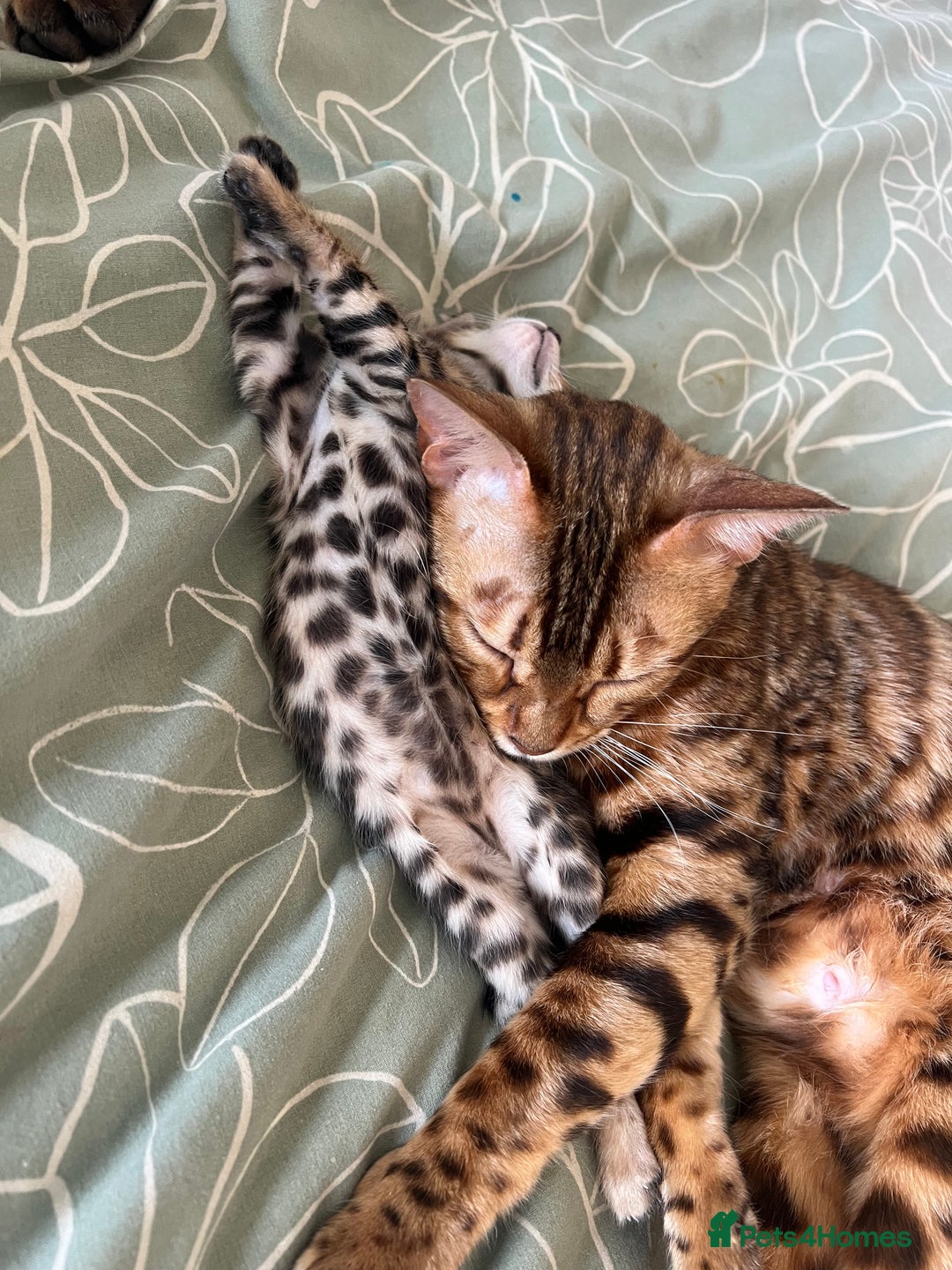 Bengal cats for sale: **LAST ONE** Female Rosetta Bengal - Image 3