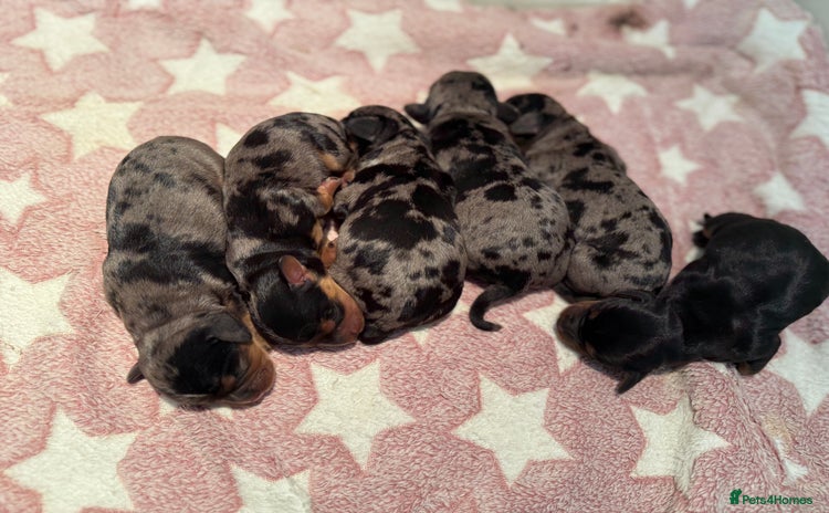 Miniature Dachshund dogs - Advert 10