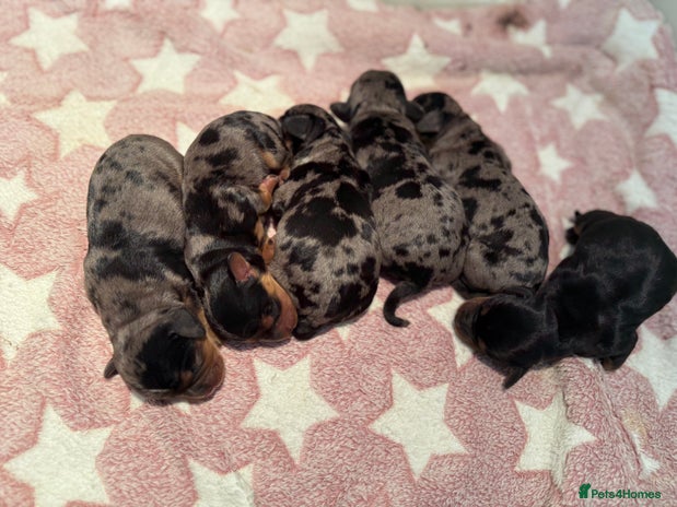 Miniature Dachshund dogs - Advert 4