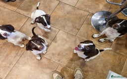 English Springer Spaniel dogs for sale: English springer spaniel puppies  - Image 23