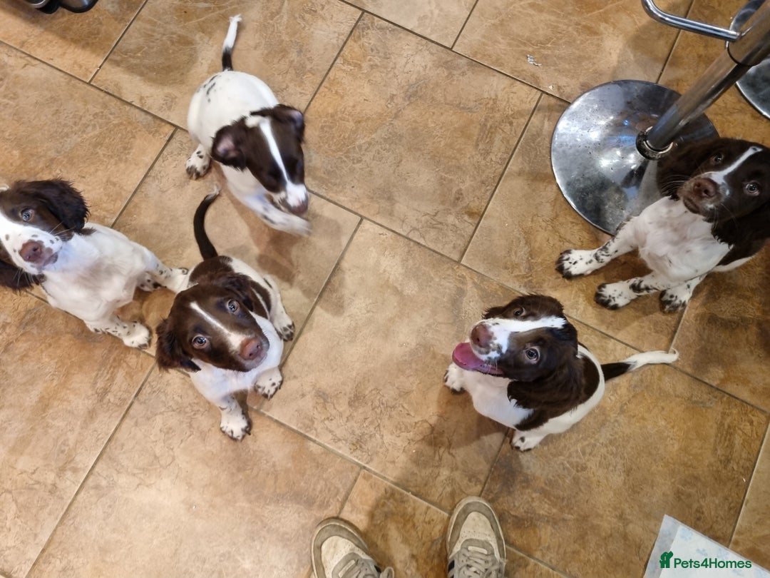 English Springer Spaniel dogs for sale: English springer spaniel puppies  - Image 23