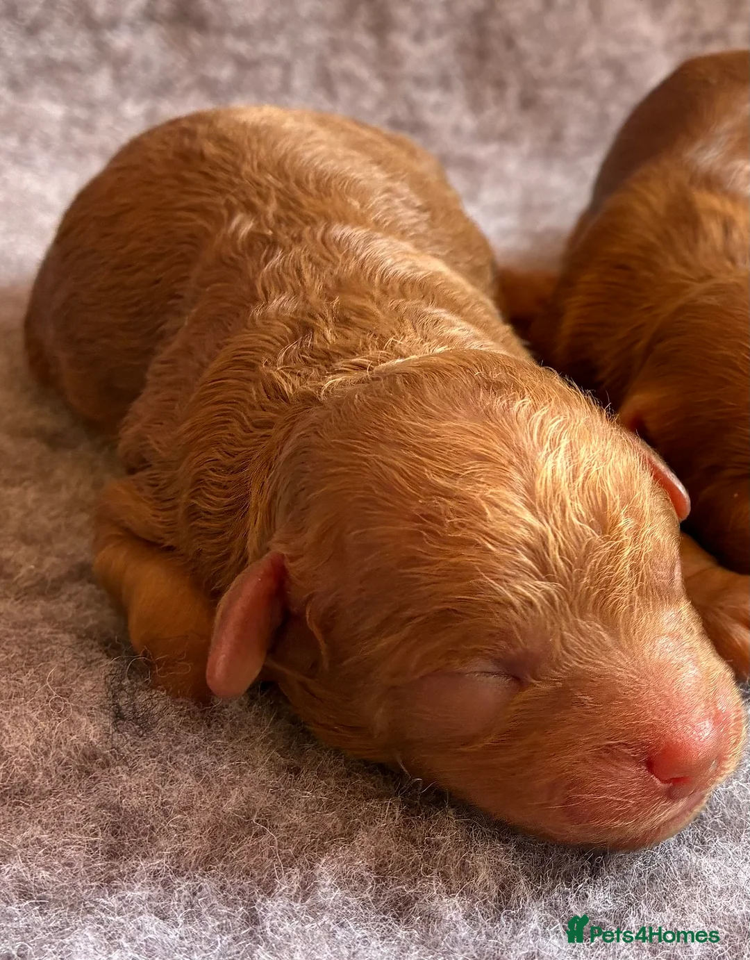 Cavapoo dogs for sale: F1B cavapoo litter  - Advert 2
