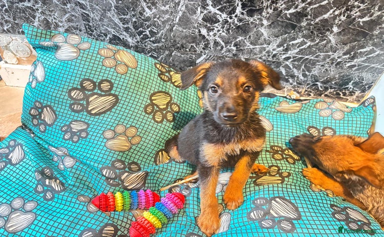 Mixed Breed dogs - Advert 14