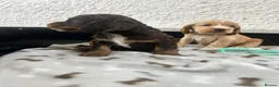 Cocker Spaniel dogs for sale: Stunning litter 7 show type puppies for sale in Aylesford - Advert 15
