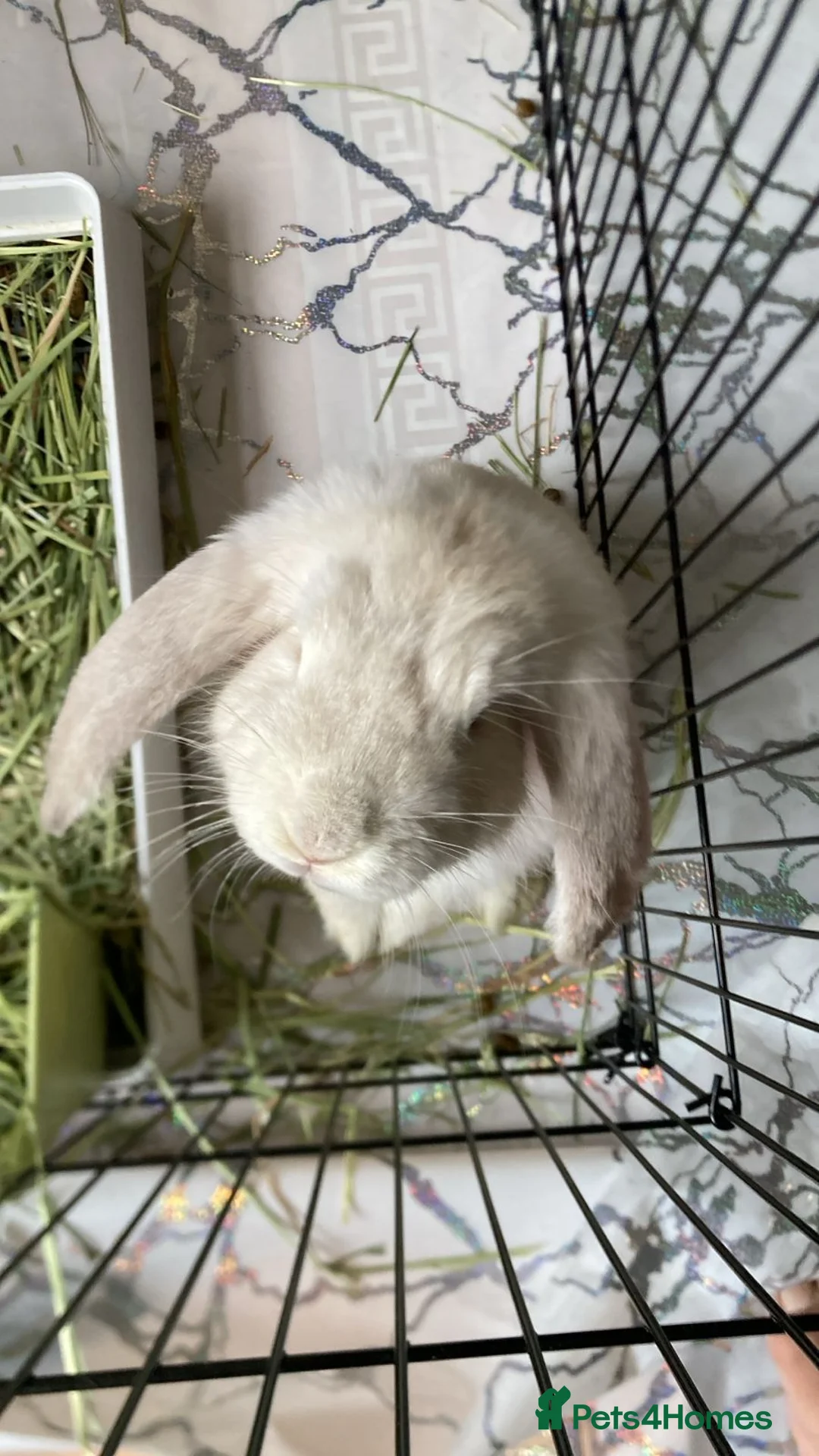 French Lop rabbits for sale: 14 week old French lop light Fawn girl - Advert 2