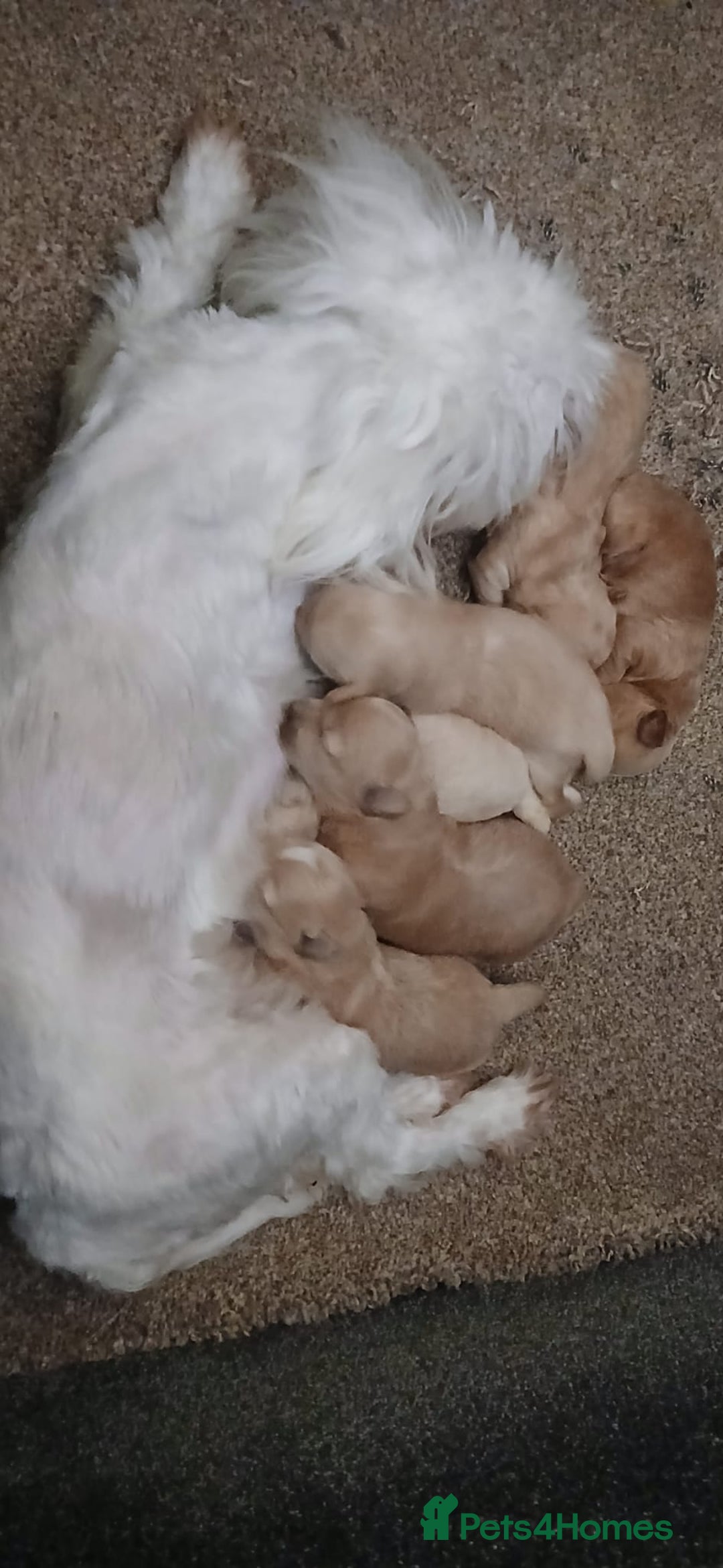 Maltipoo dogs for sale: Stunning maltipoo pups  - Image 10