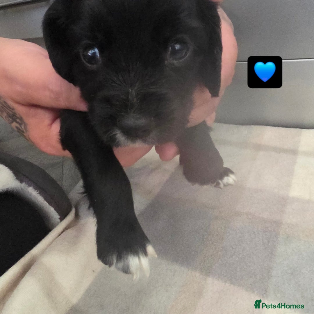 Cocker Spaniel dogs for sale: Cocker Spaniel pups - Image 2