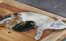 British Shorthair cats for sale: Lovely British Shorthair fold kittens 😸  - Image 1