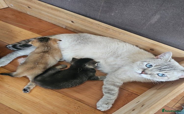 British Shorthair cats - Advert 16