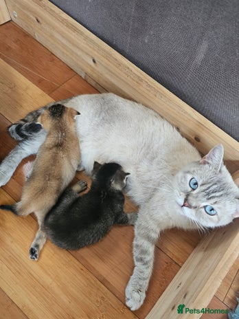 British Shorthair cats - Advert 3